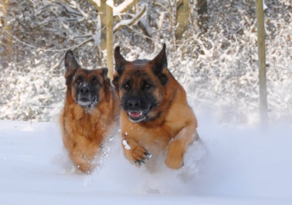 Indy och Ginza i snön